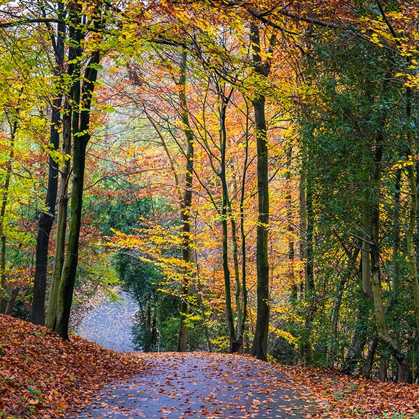 An outdoor bike path covered with leaves in the fall season.